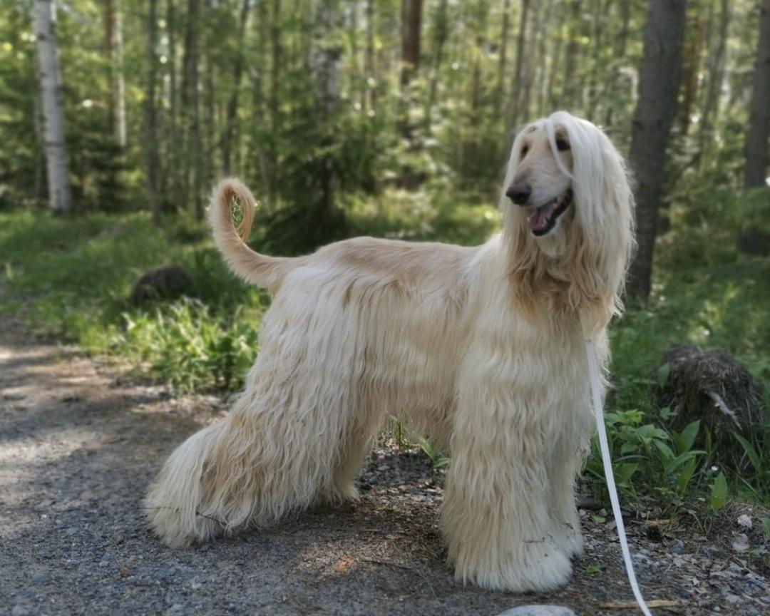 萌犬犬种,萌犬二十种名称