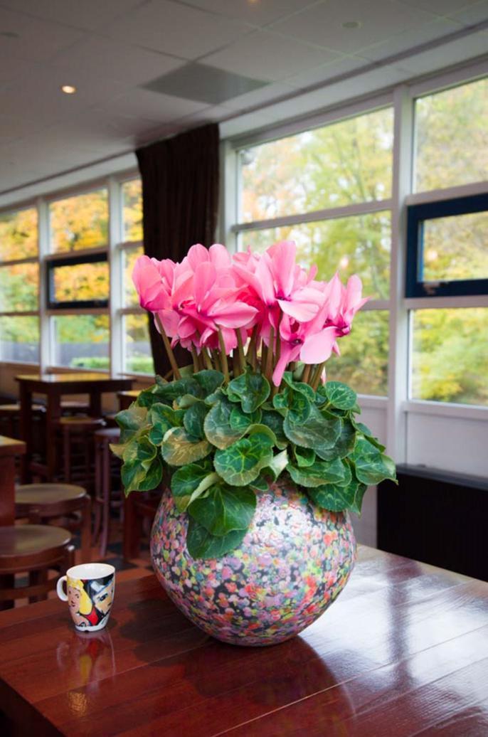 如果放在动物界，这种花就是猛犸象般的神奇存在