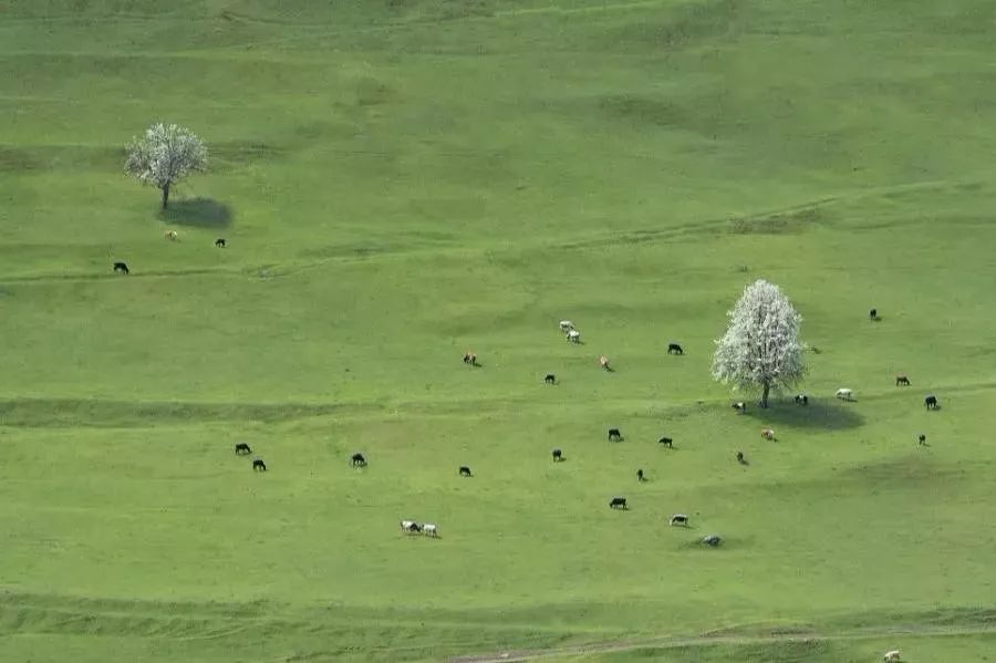 世人喝法国波尔多，法国人却喝斯大林故乡的酒