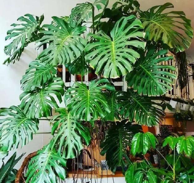 冬季耐寒庭院的八种植物,室内适合养的18种植物及图片