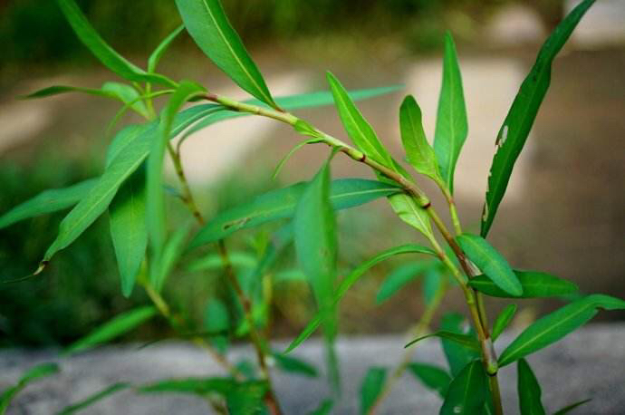 水蓼根图片,水蓼的价格