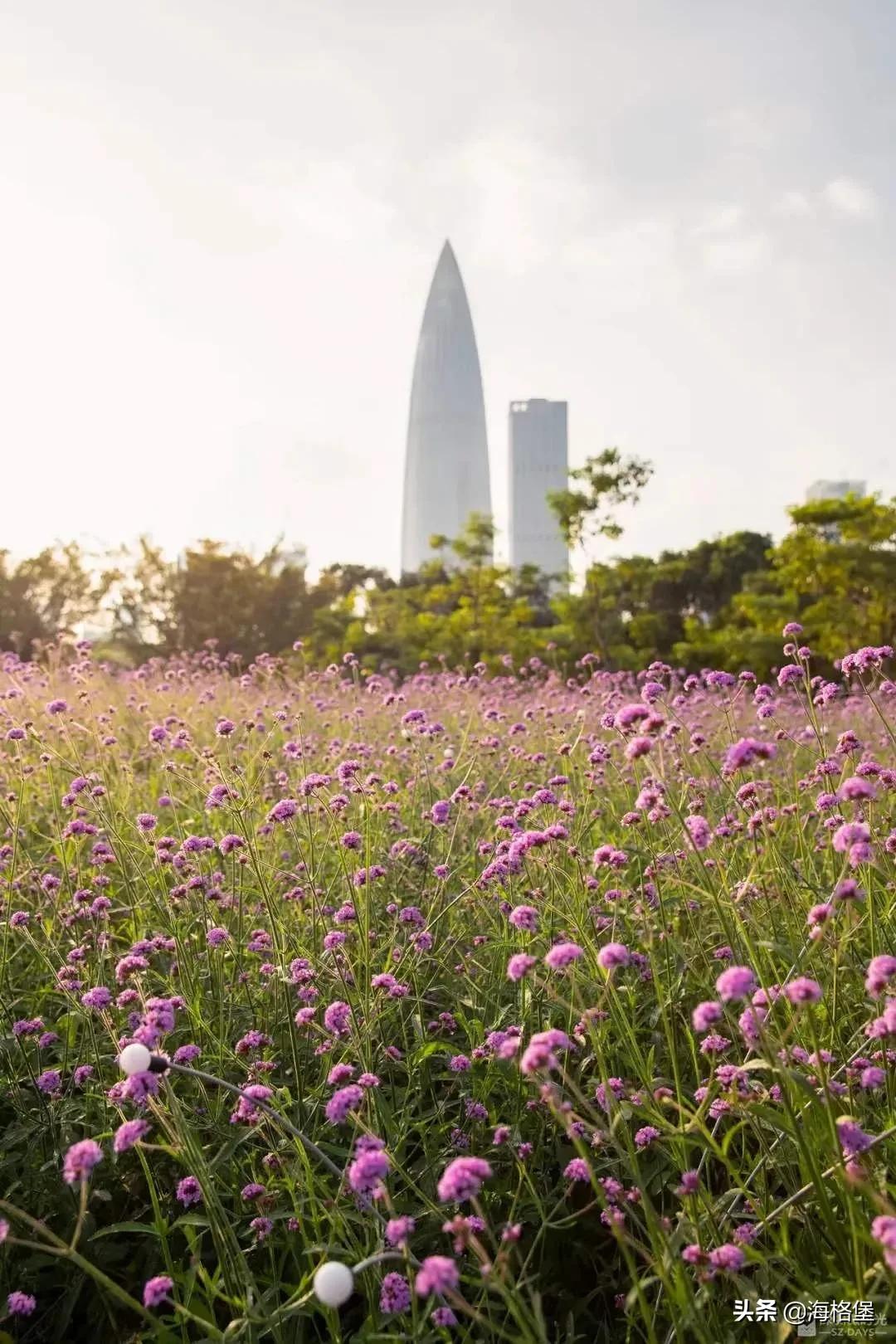 绱壊姊﹀够鑺辨捣鍏洯,娣卞湷鏅綏鏃烘柉2024绱壊鑺辨捣