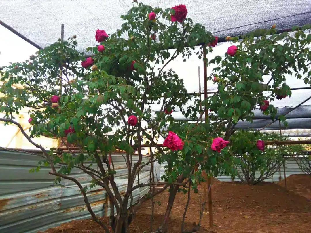 中国的国花是哪一种,中国的国花是什么时间定的