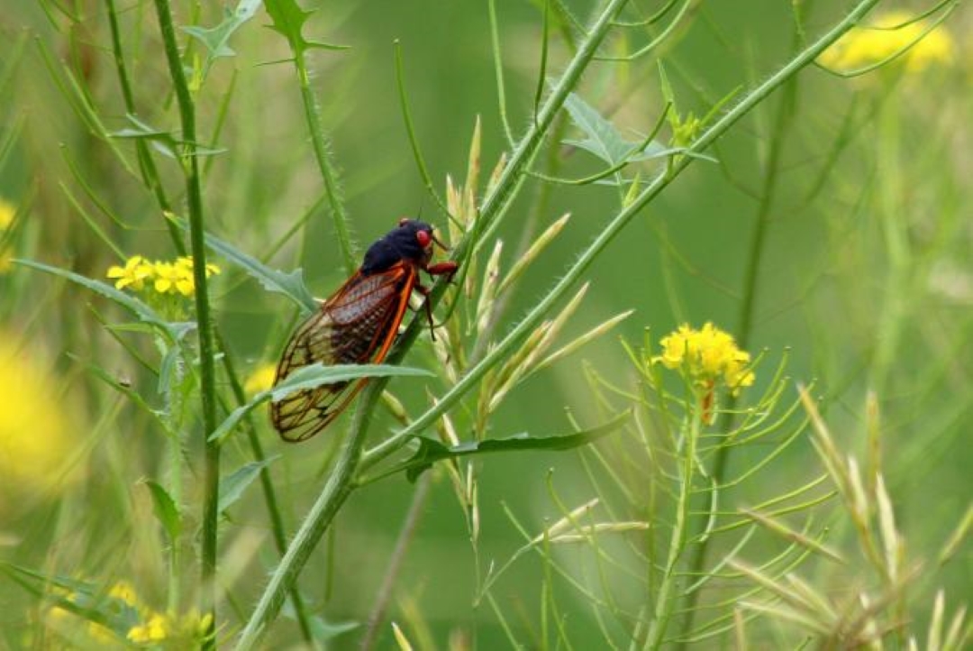 蝉发出的高音，比除夕夜鞭炮声还大，相当于波音747从身边飞过