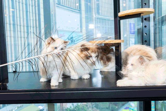 39.9元羊驼,羊驼门票抖音团购