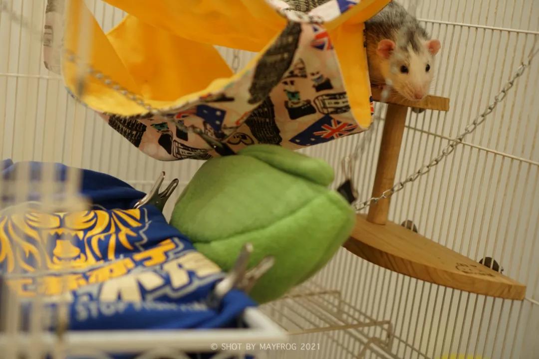 「清明特辑」零首付！月供2块2！江苏队的头七日我尽了绵薄之力