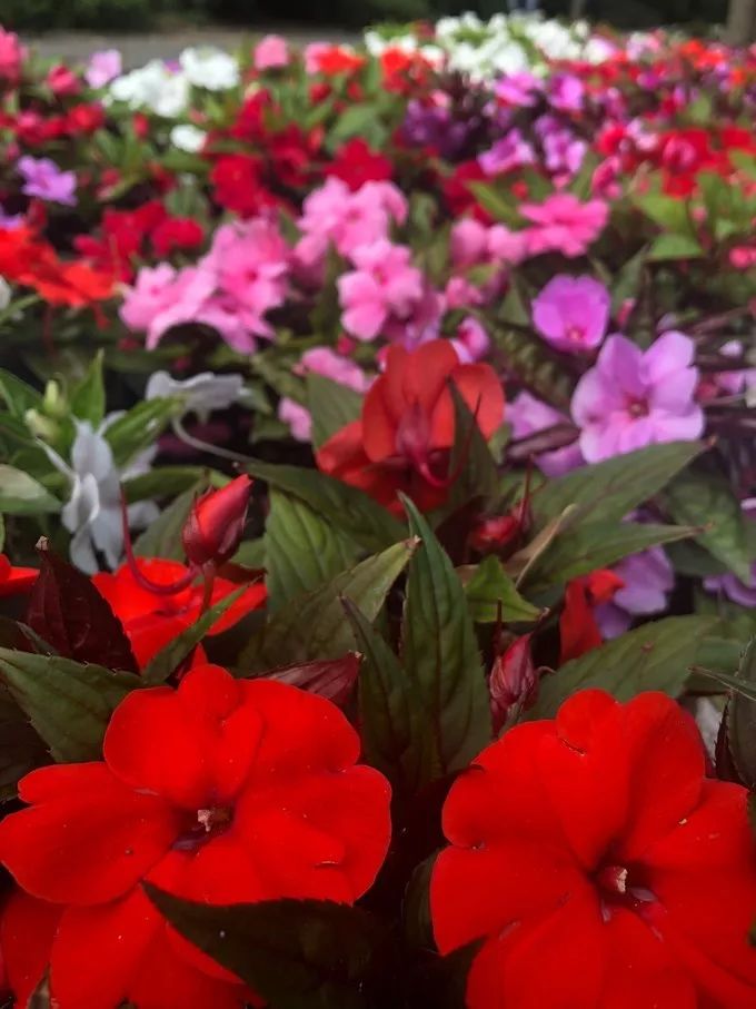 匈牙利文化节,匈牙利布达佩斯活动