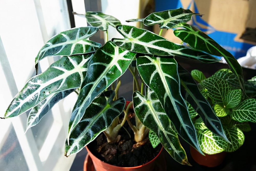 最耐阴不需要阳光的植物室外,喜阴怕阳光非常好养的盆栽大全