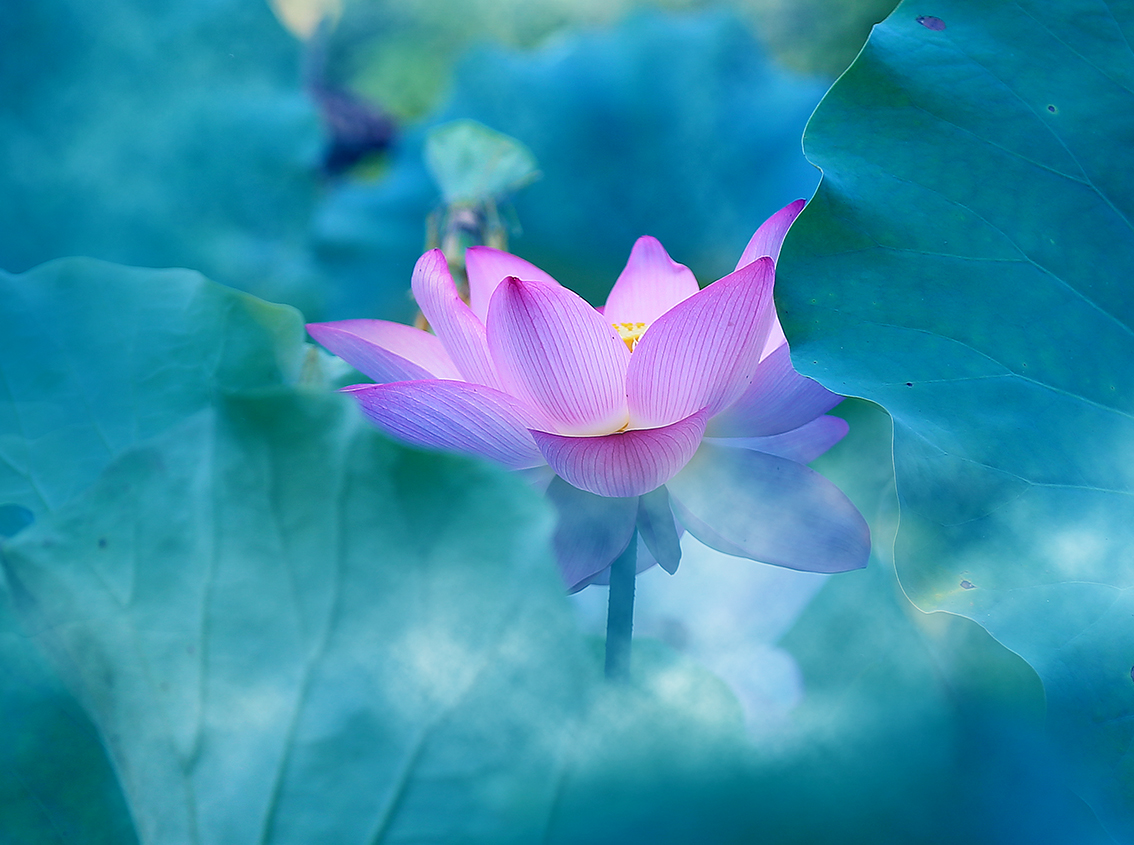 摄影后期色彩搭配原理与技巧,顶级摄影作品中的色彩运用