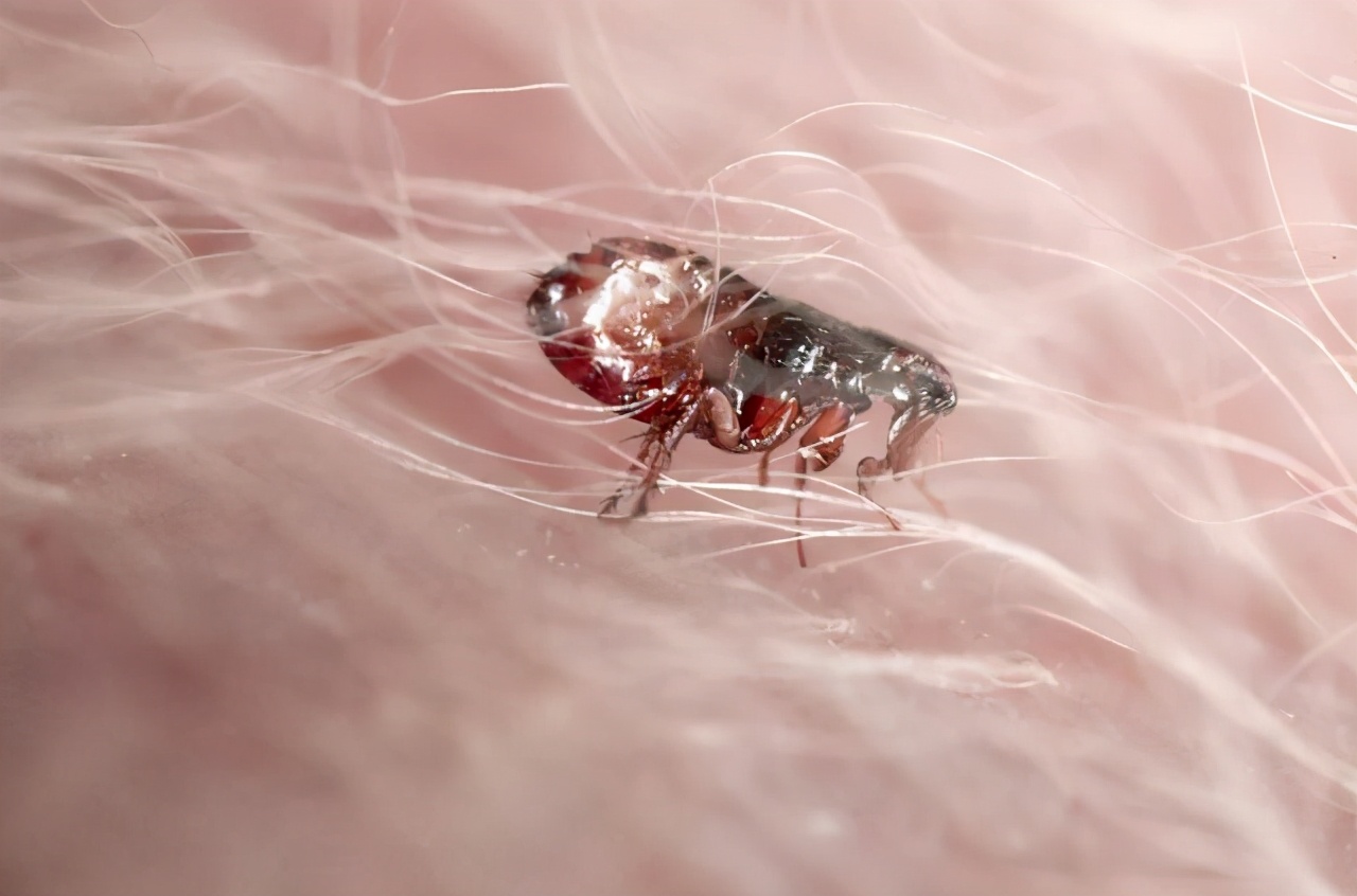 怎样去跳蚤最有效的偏方,秘方驱跳蚤