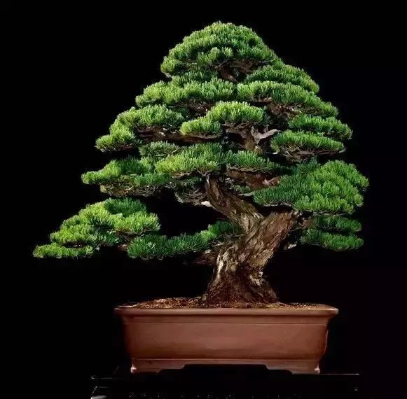 世界上最昂贵的花一朵价值1500万,世界上最高贵的花典雅图文