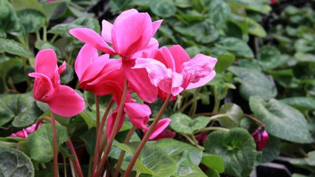 养仙客来需要的温度,仙客来开花后的正确养殖方法