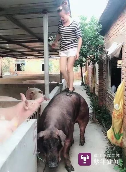 农村养猪年入百万的女孩,养猪的有钱女网红