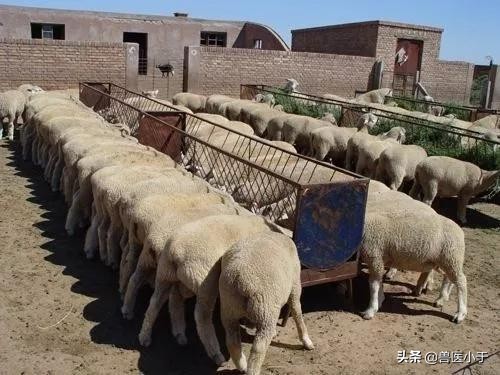 羊发烧了怎么办,羊发烧了出汗好不好
