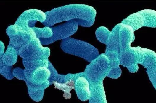 微生物的科普知识,乳酸菌和酵母菌的图怎么区别