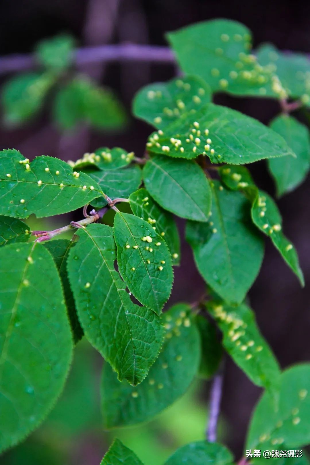各个季节的野生兰花,北京百花山野生兰花图片