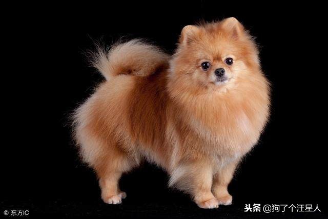 饲养博美注意事项,饲养博美有哪些注意事项