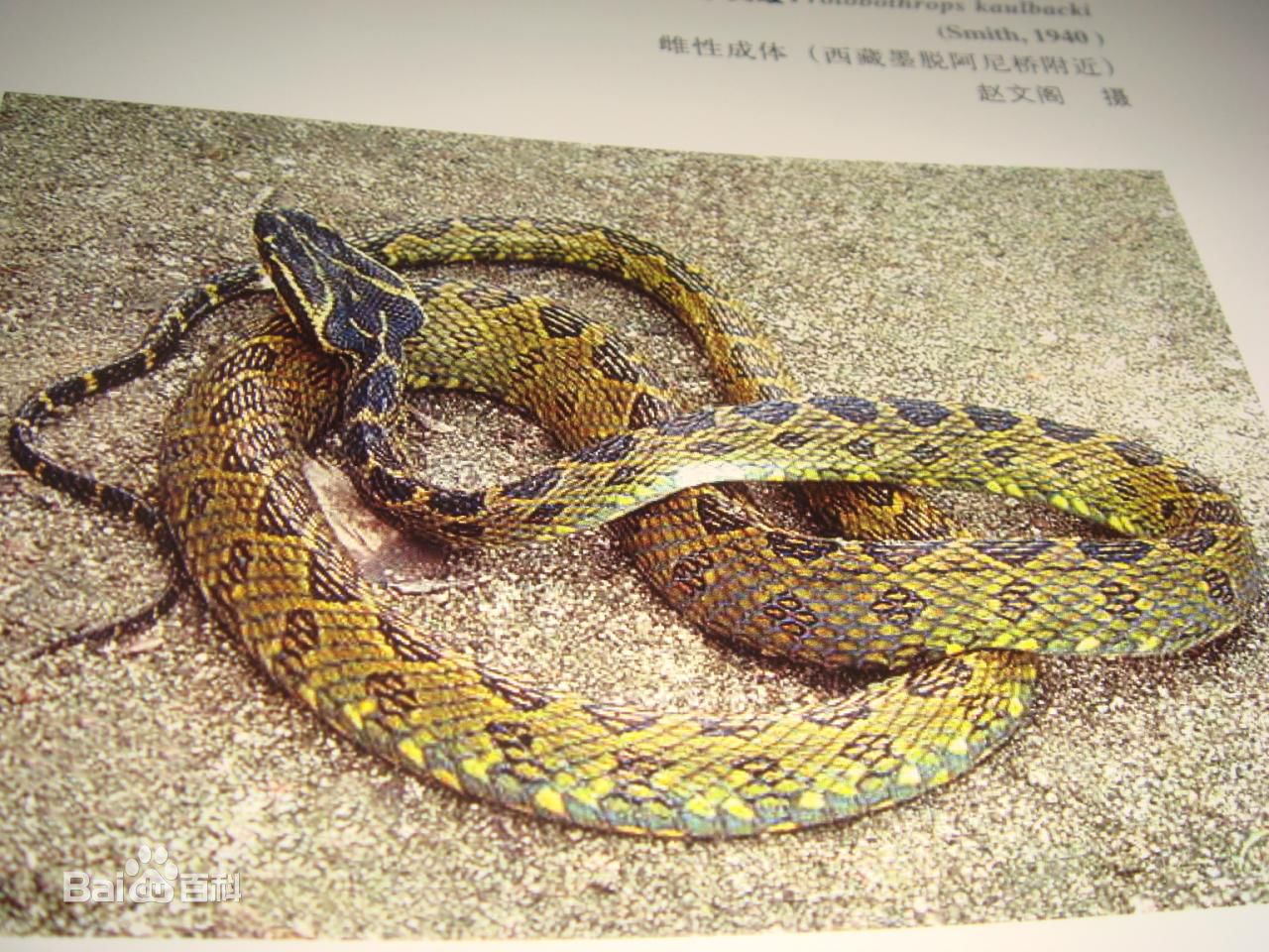 冷血精神病有感情吗,冷血精神病治疗