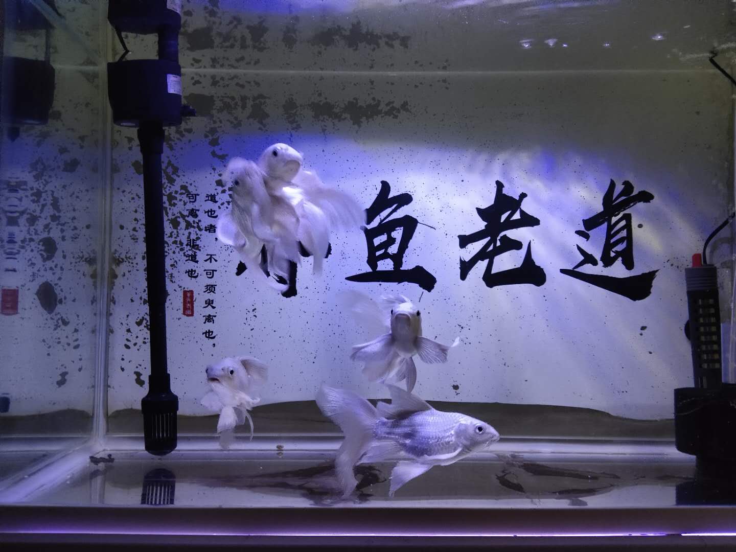 鱼缸换水后为什么还是很臭,鱼缸换水后鱼老是死