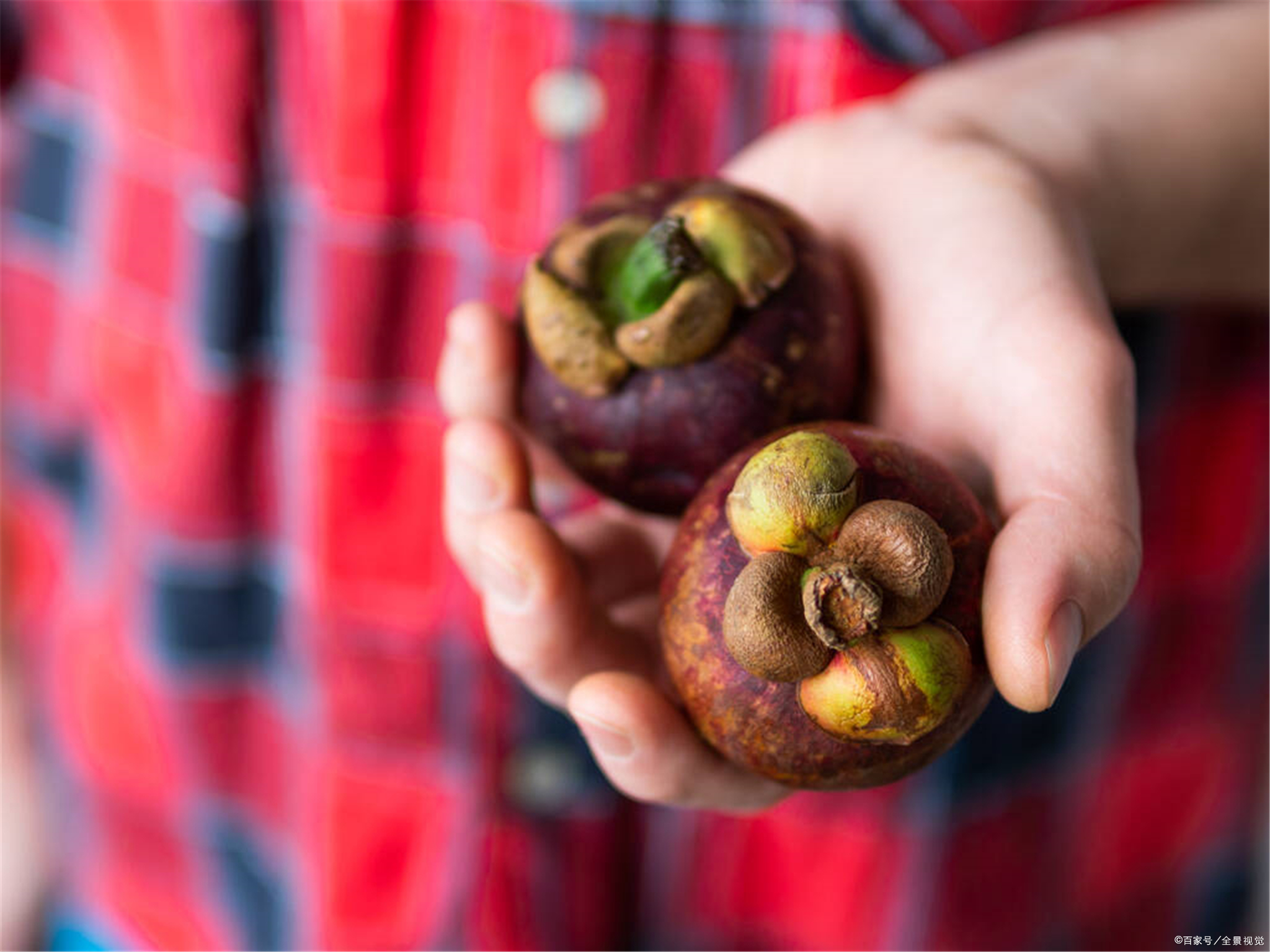 山竹产地采摘方法有哪些,山竹选购秘籍挑选一颗完美的山竹