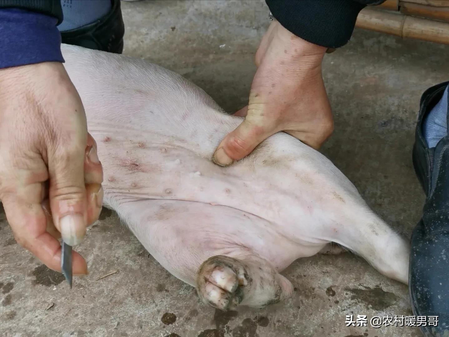 带大家一起走进乡村生活,农村生活带你体验