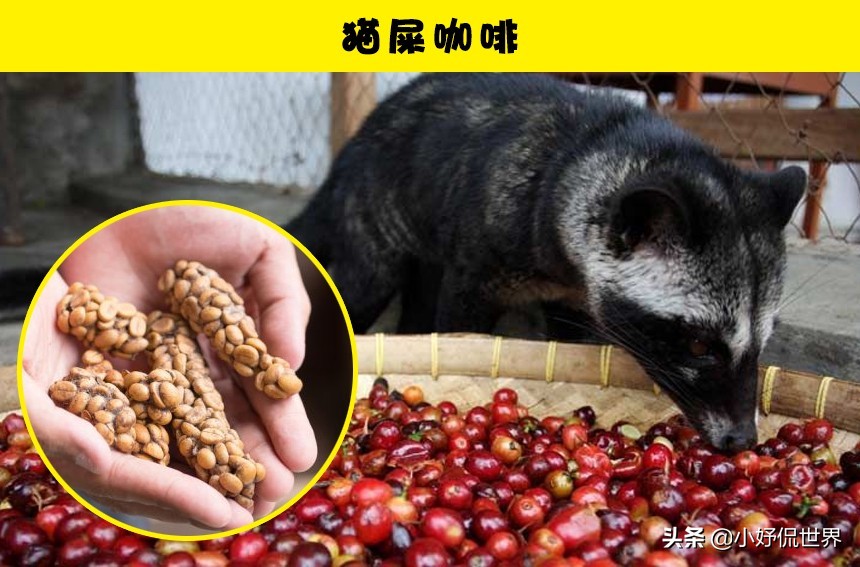 盘点那些很贵的食物,昂贵的8种食物你吃过哪几个