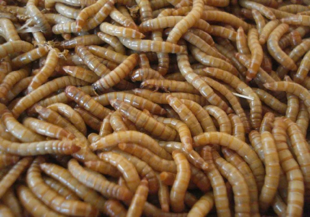 养殖什么稀奇的品种赚钱快又好养,养殖最赚钱的品种