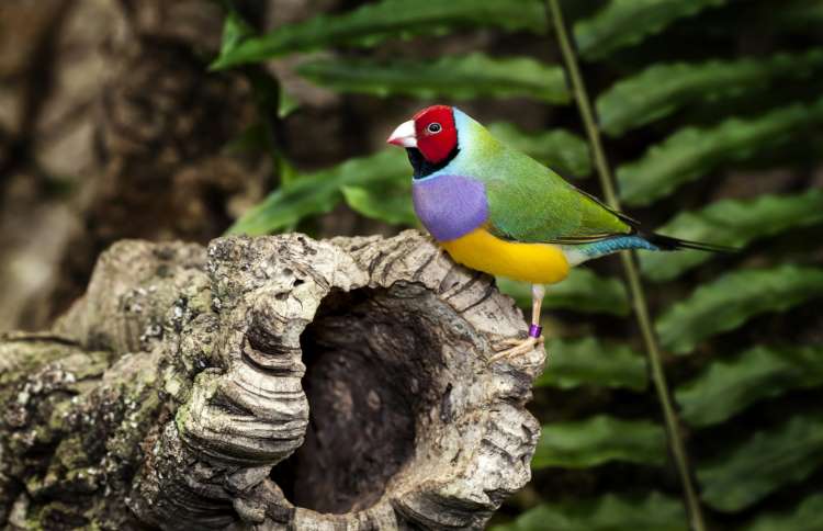 世界上十二种颜色华丽的动物,令人惊艳的17种动物绝对罕见