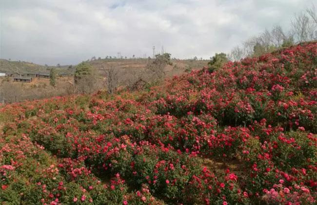 农村闲置土地如何挣钱,农村闲置土地种植什么赚钱