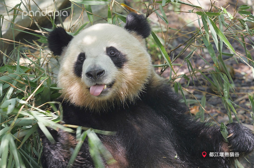 熊猫儿本人照片,熊猫儿图片
