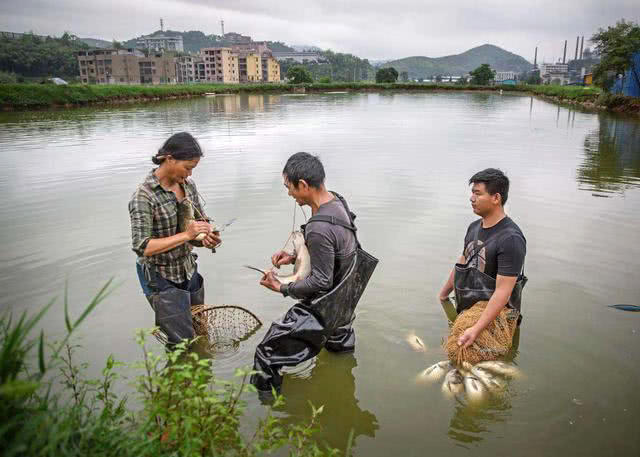 大量储存活鱼的四种方法,活鱼死了直接放入冰箱可以保鲜吗