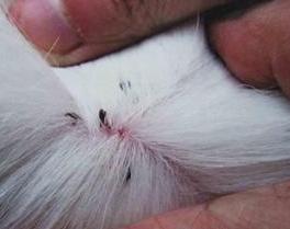 狗狗身上有跳蚤教你一招轻松去除,狗身上有跳蚤偏方