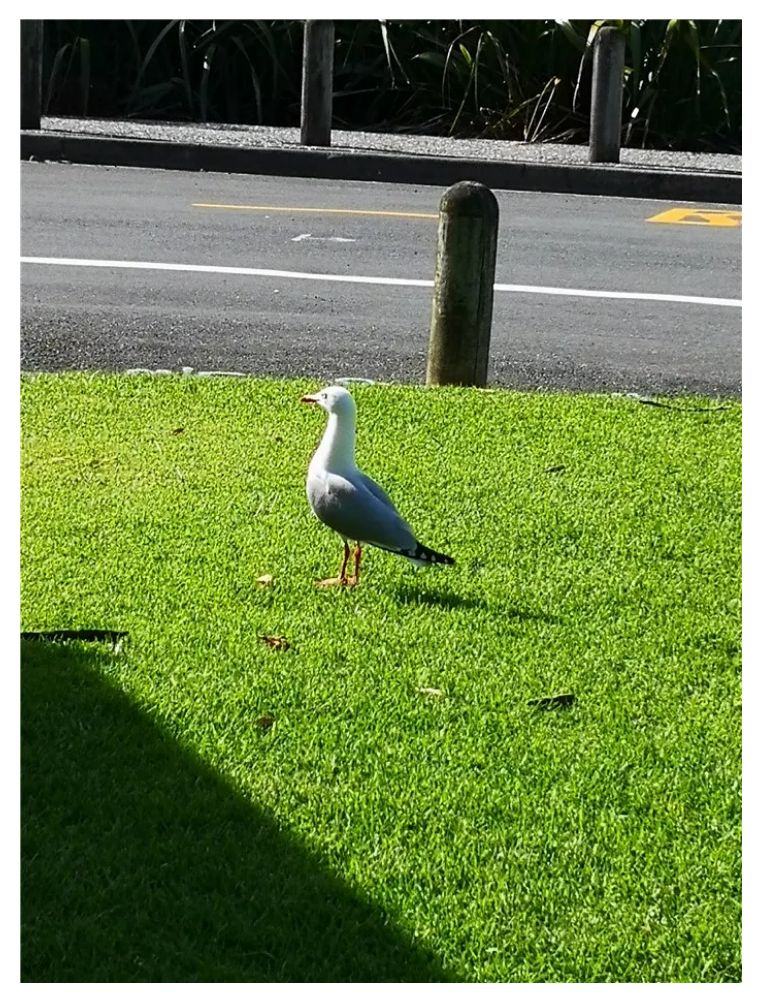 不明白新西兰为什么是发达国家,新西兰是发达国家吗有多少人啊