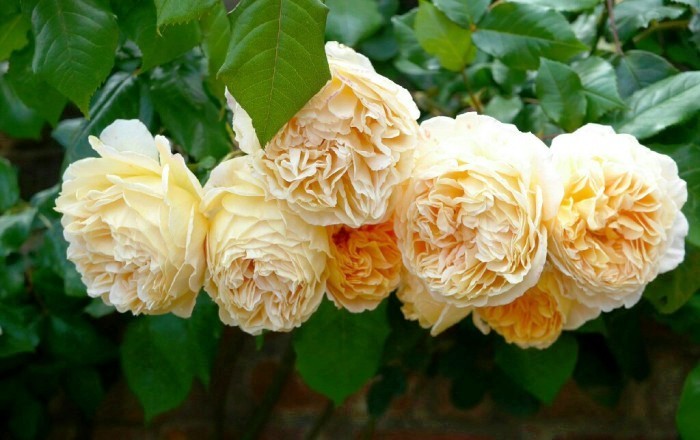 心灵鸡汤经典语录短句正能量,经典走心的心灵鸡汤语录句句精辟