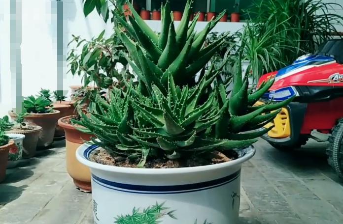 不会给*刺长**的芦荟换盆，花姐用这个工具来教你，放上沙土换好芦荟