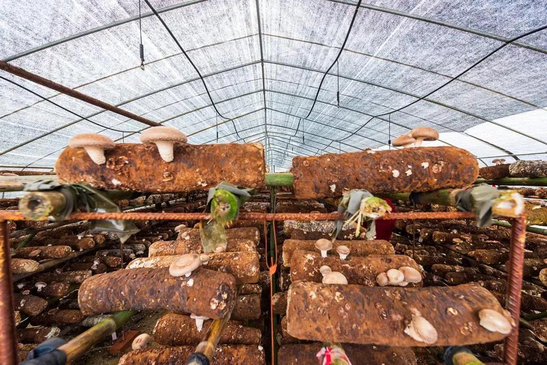 一颗白菜卖60多块钱!拯救韩国人今年的餐桌,全靠山东寿光了