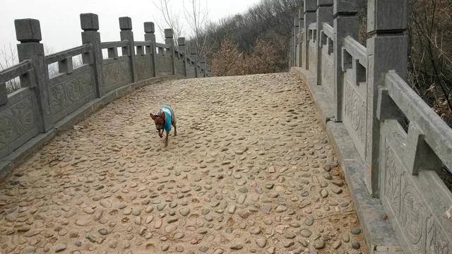 伸舌头的小鹿犬,爱洗澡的小鹿犬