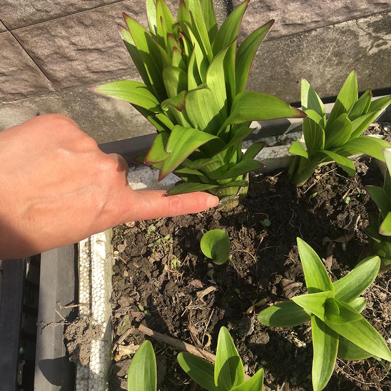 百合花叶子发皱卷曲是什么原因,百合花开花后发黄快速补救方法