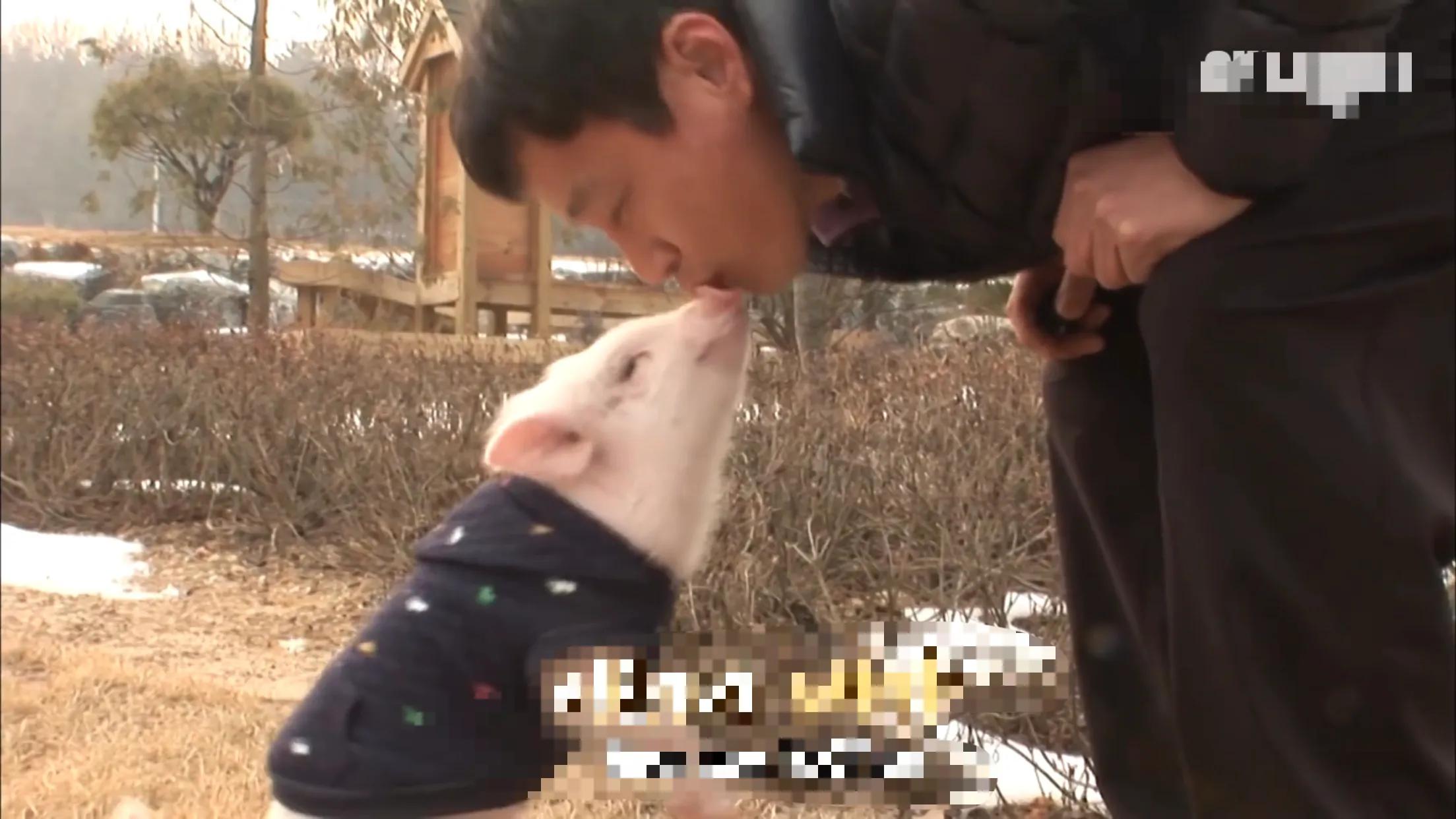 小猪的智商高达多少 (韩国最聪明的小猪)