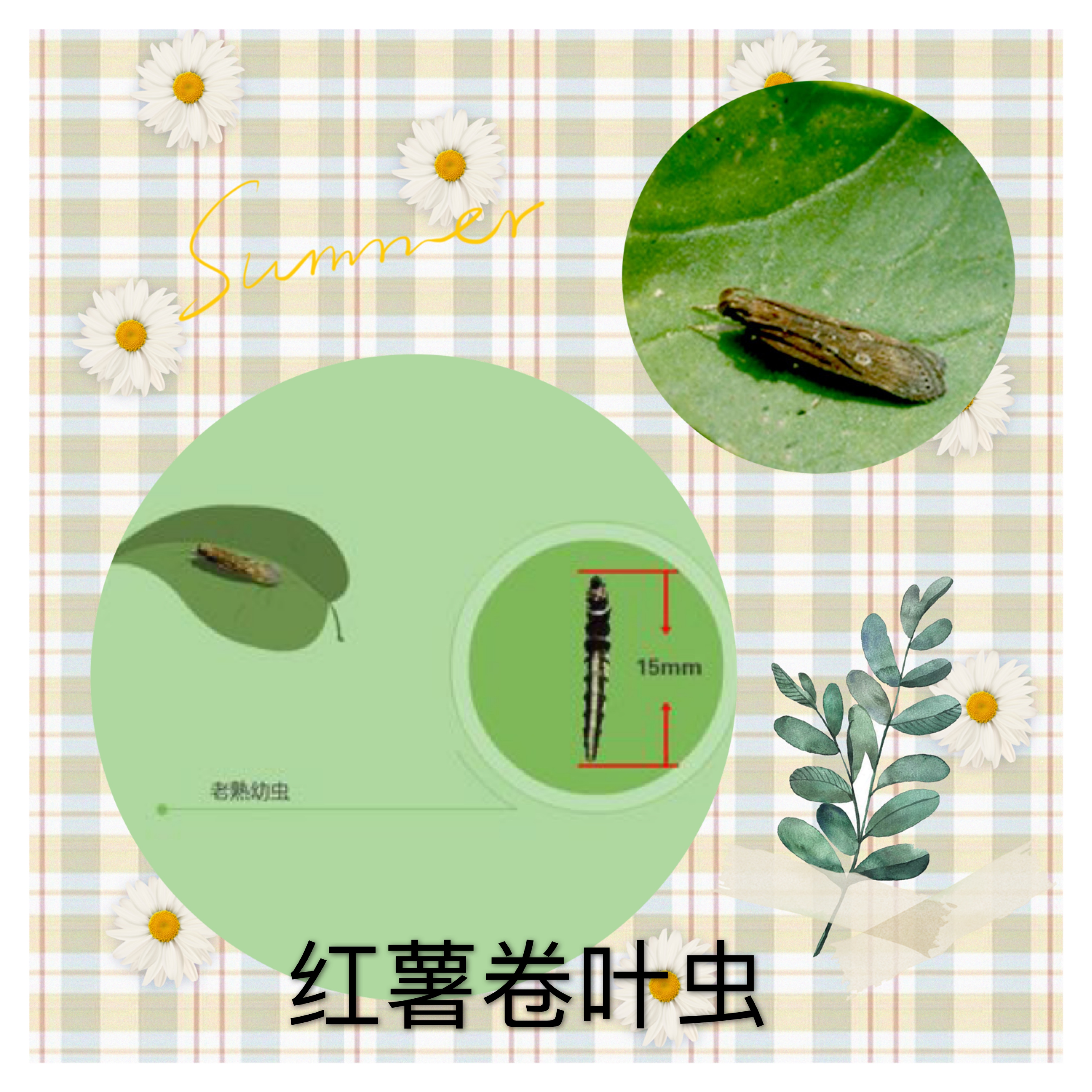 红薯地里有害虫怎么办,红薯地里的害虫