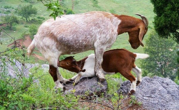 羊为何自古以来皆为吉祥的象征？从中国传统“羊节”习俗来探究