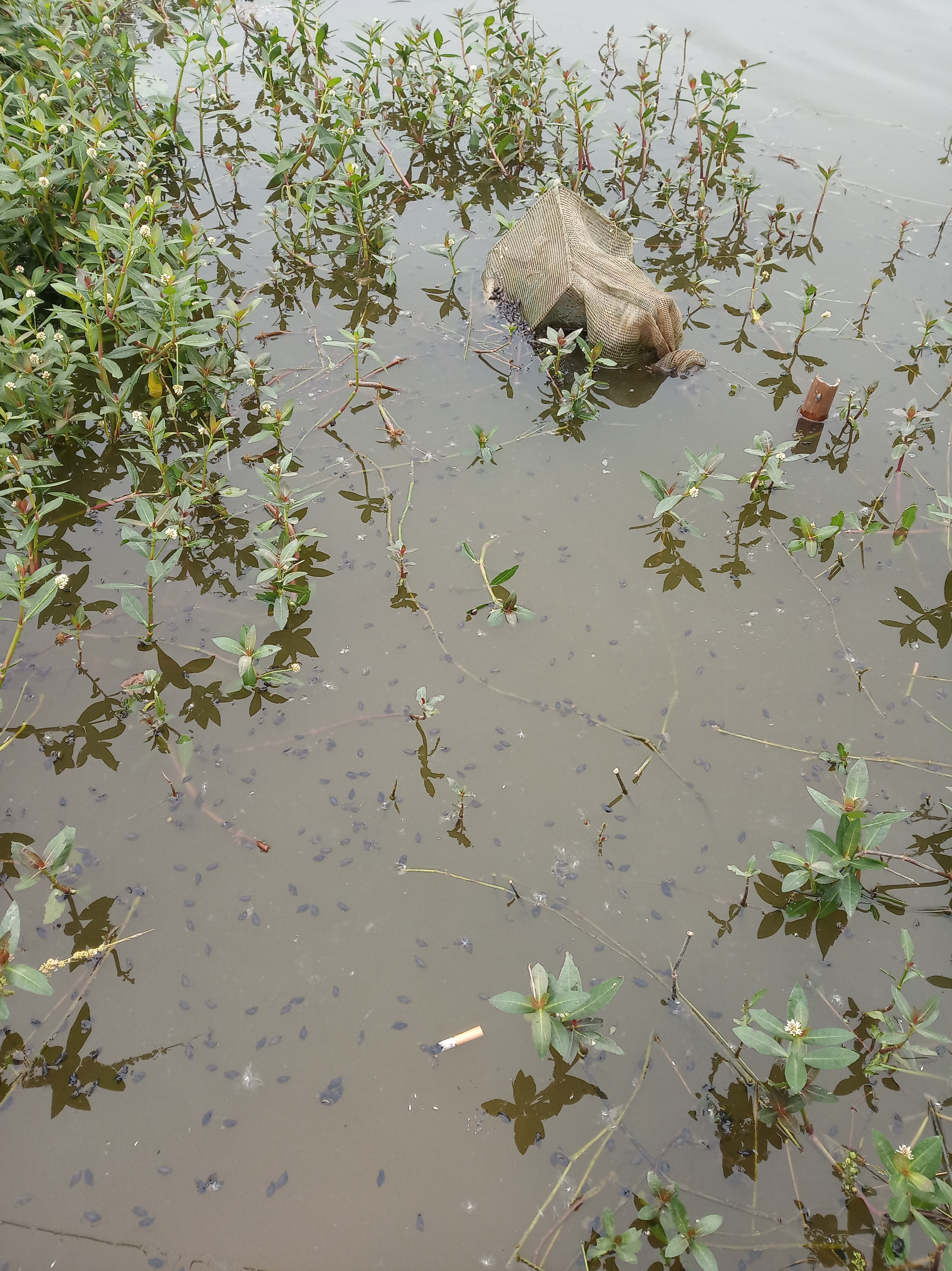 辟谣：谨防虾苗出洞死亡？投食之前先清理环沟里面老化挂脏的水草