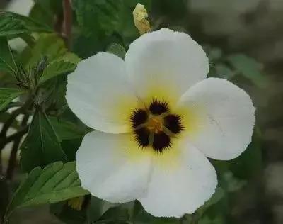 100种花的花语以及送花礼仪分享,100种花的名字和图片带花语