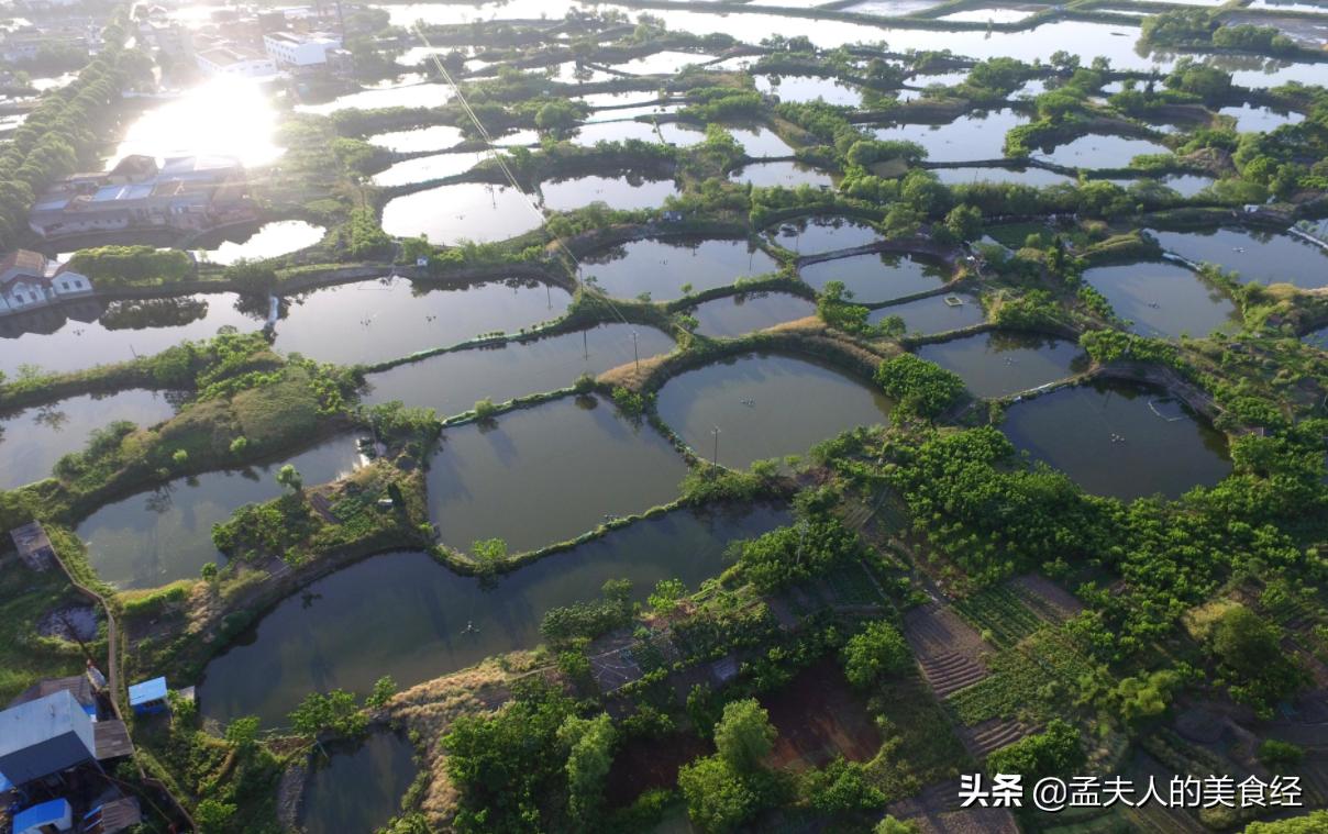 这三款海鱼几乎不人工养殖，野生肉质肥美，在市场上闭眼也可以买