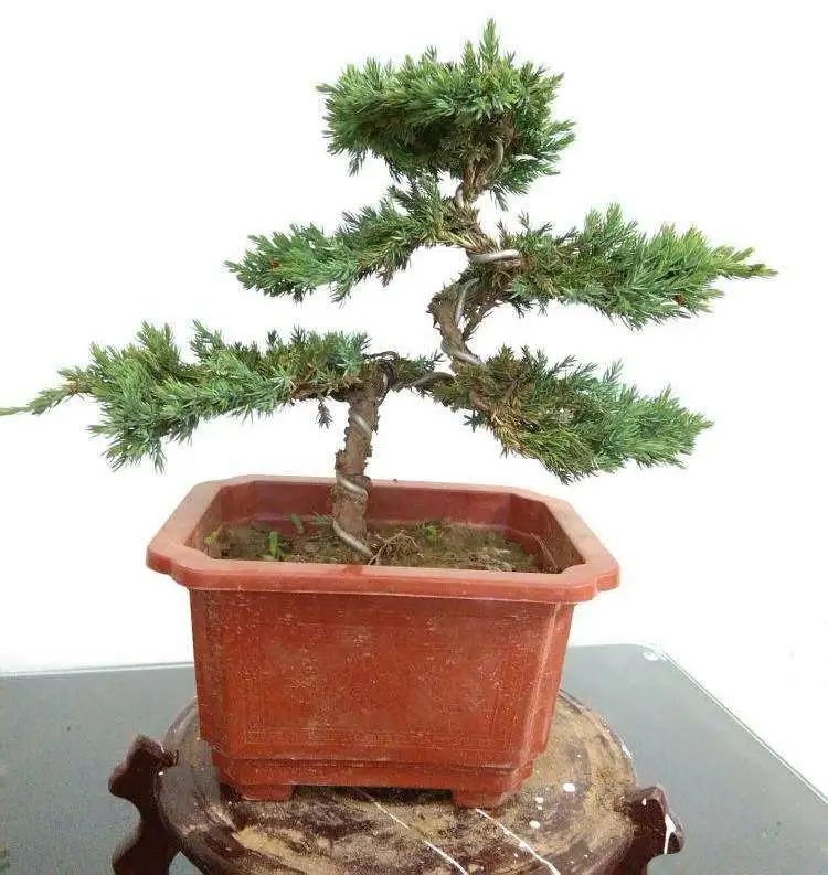 盆景地柏叶片怎么造型,造型盆景怎么养护