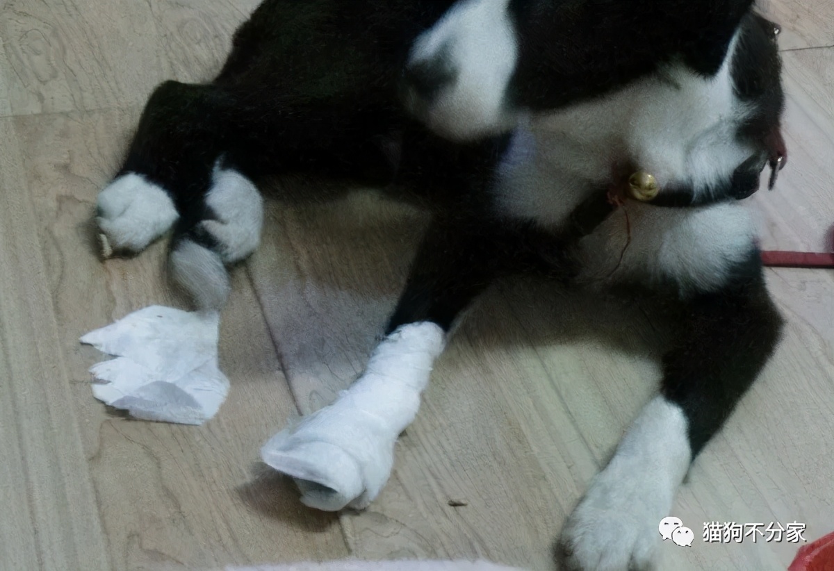 被狗狗轻微划伤伤口图片,狗狗脚底划伤怎么处理