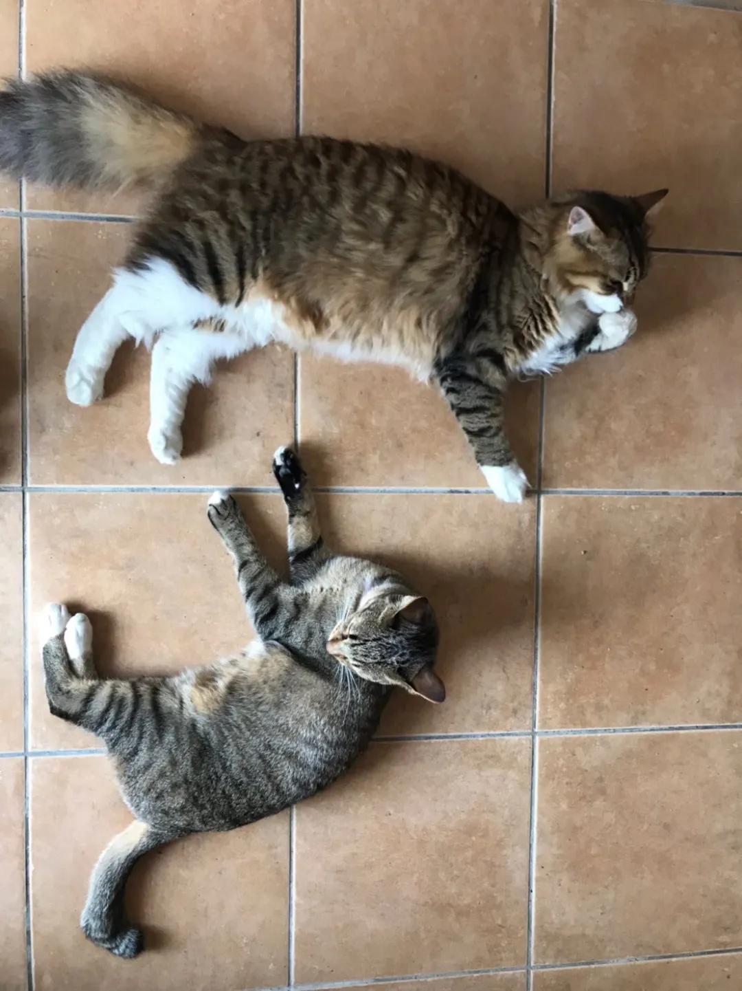 猫真的会把你当妈妈,猫把你当成妈妈是啥样子的