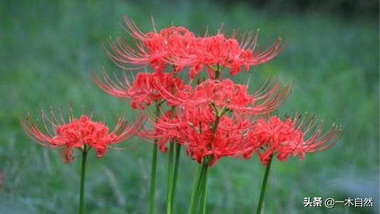 不适合室内种植的有毒绿植,十种有毒的绿植