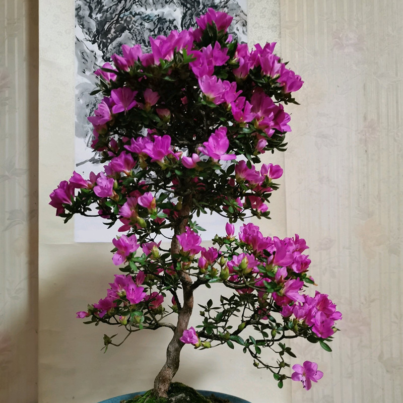 杜鹃花家养小方法,杜鹃花怎样养成活率高