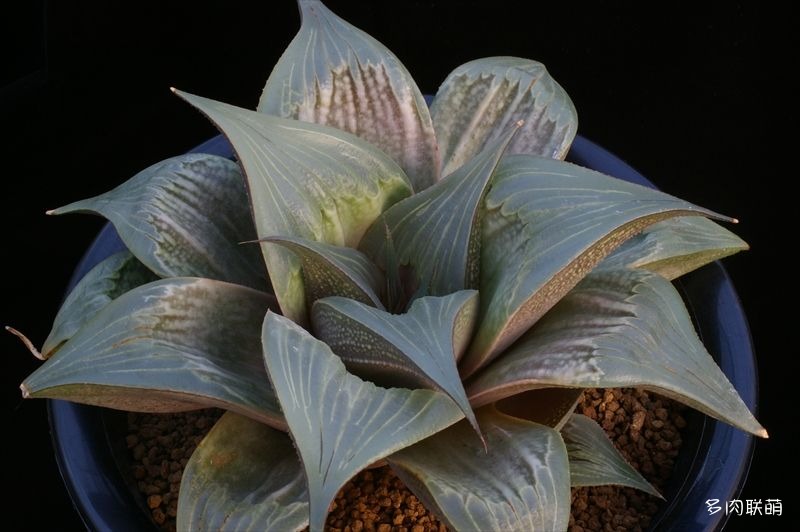 多肉玉露寿的品种图鉴,多肉植物欣赏